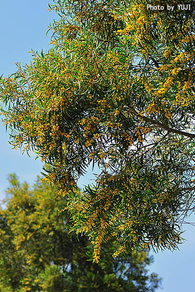 ソウジジュ Acacia confusa