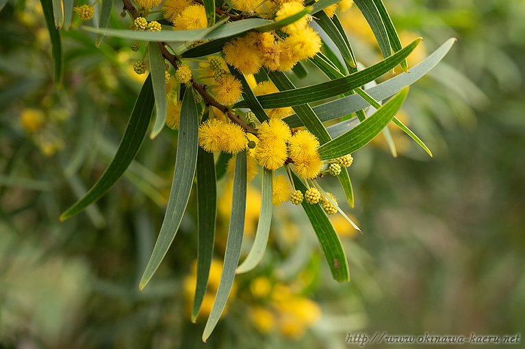 ソウジジュ Acacia confusa