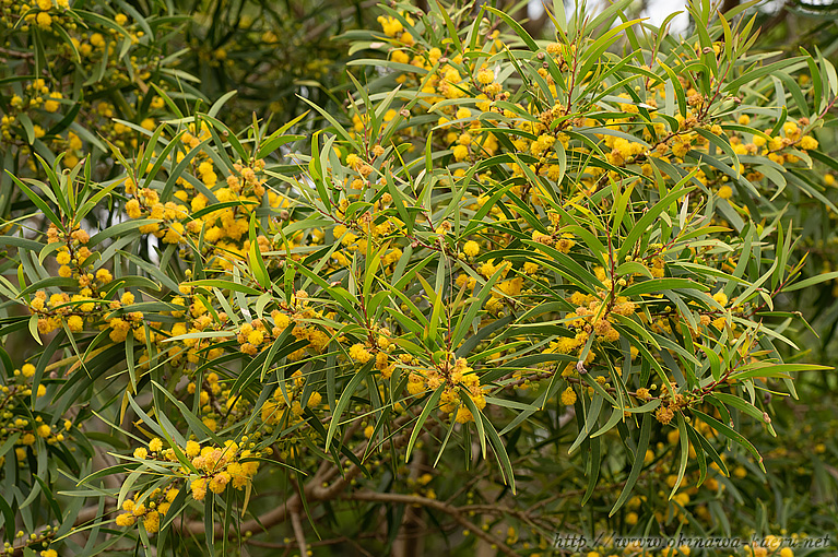 ソウジジュ Acacia confusa