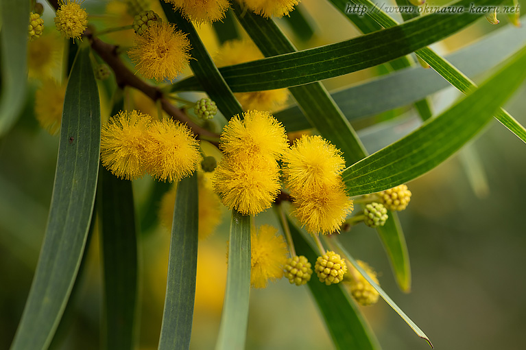 ソウジジュ Acacia confusa