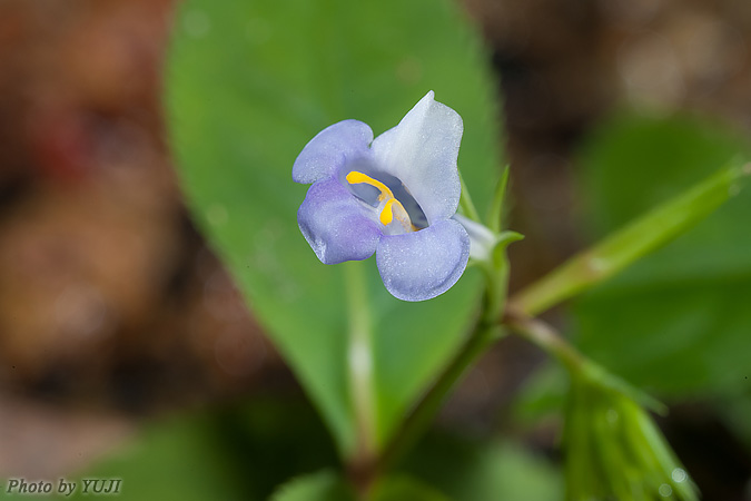 スズメノトウガラシモドキ Lindernia ciliata