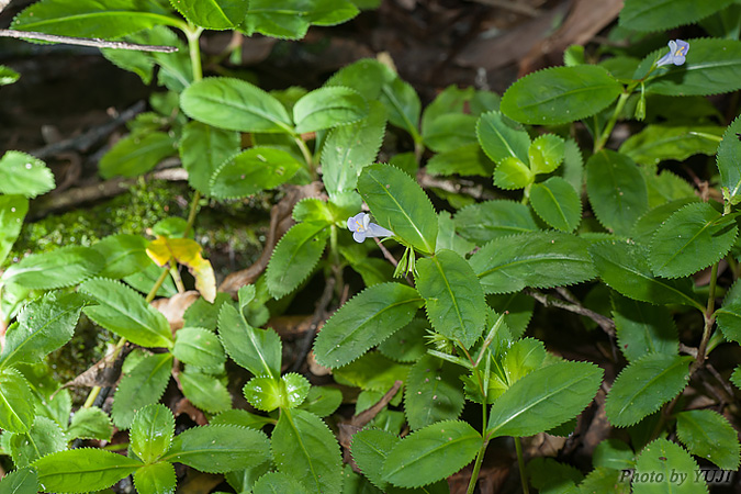 スズメノトウガラシモドキ Lindernia ciliata