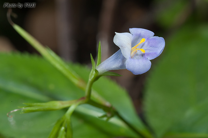 スズメノトウガラシモドキ Lindernia ciliata