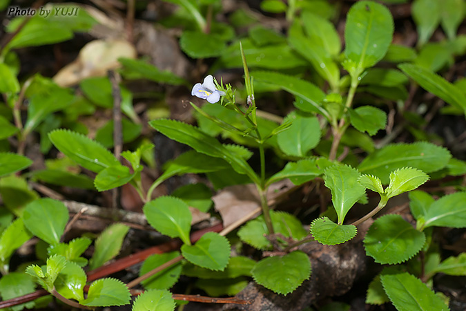 スズメノトウガラシモドキ Lindernia ciliata