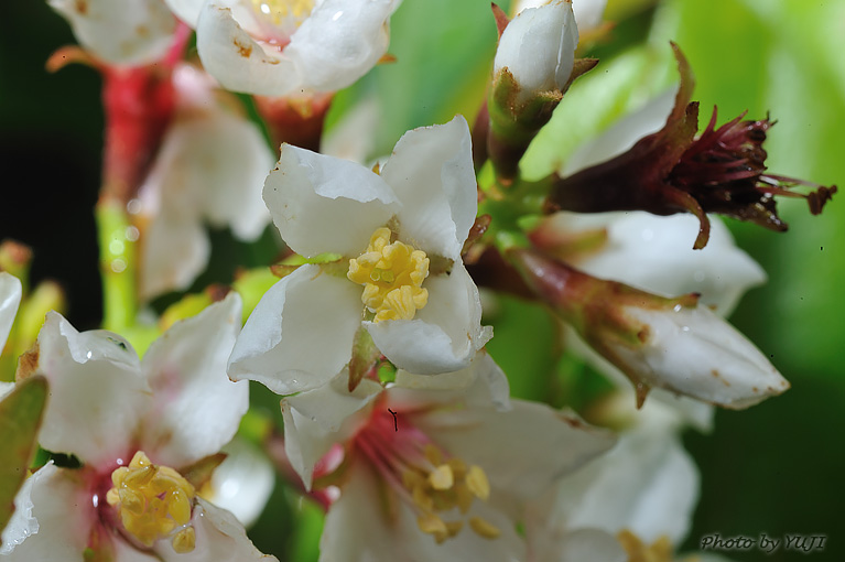 シャリンバイ Rhaphiolepis indica var. umbellata