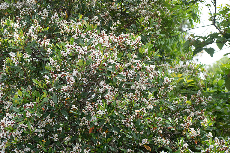 シャリンバイ Rhaphiolepis indica var. umbellata
