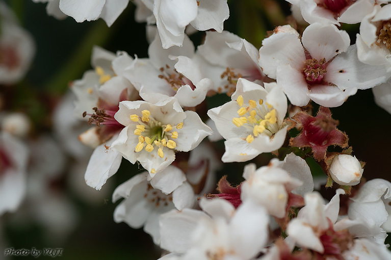 シャリンバイ Rhaphiolepis indica var. umbellata