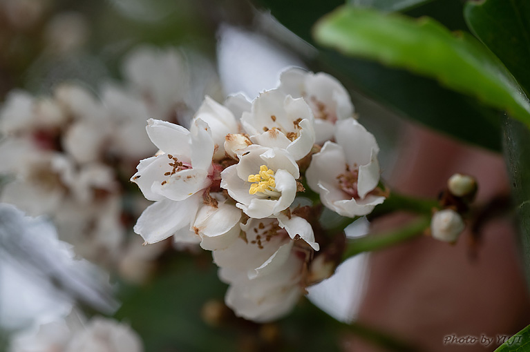 シャリンバイ Rhaphiolepis indica var. umbellata