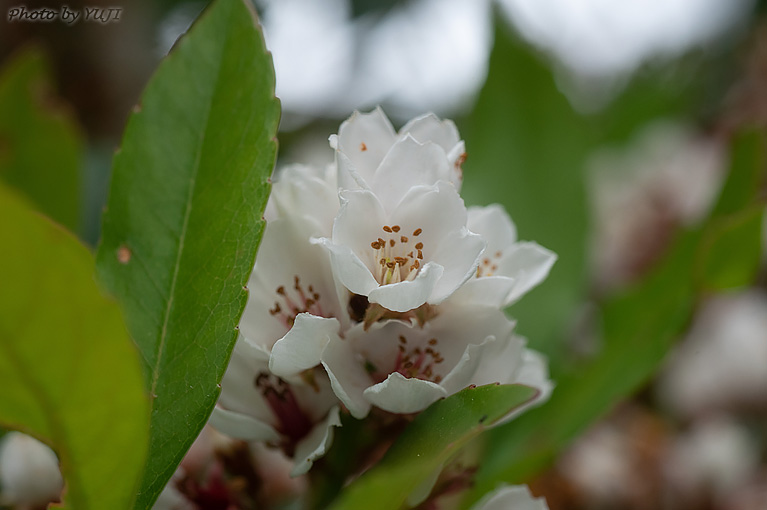 シャリンバイ Rhaphiolepis indica var. umbellata