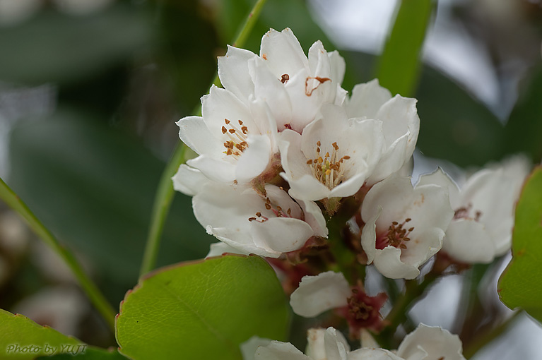 シャリンバイ Rhaphiolepis indica var. umbellata