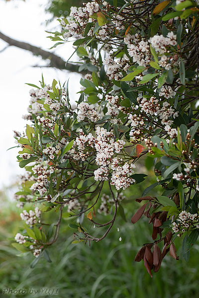 シャリンバイ Rhaphiolepis indica var. umbellata