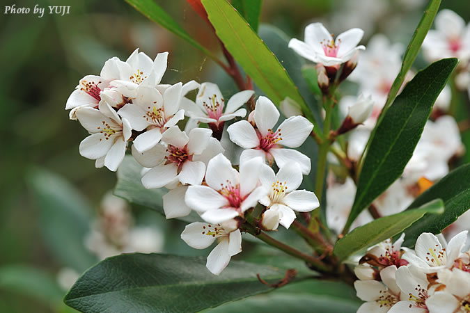 シャリンバイ Rhaphiolepis indica var. umbellata