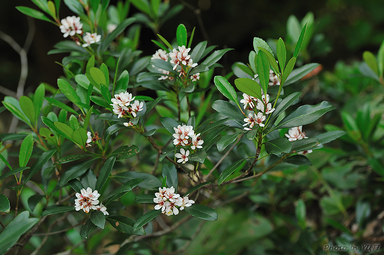 シャリンバイ Rhaphiolepis indica var. umbellata