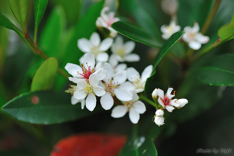 シャリンバイ Rhaphiolepis indica var. umbellata