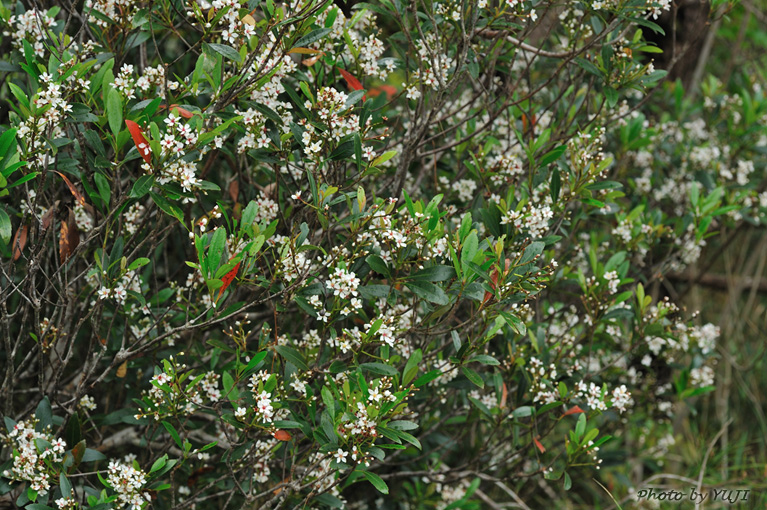 シャリンバイ Rhaphiolepis indica var. umbellata