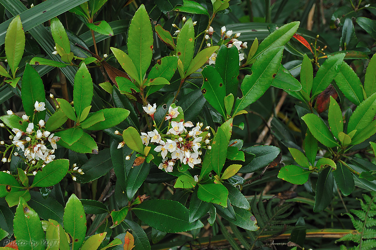 シャリンバイ Rhaphiolepis indica var. umbellata