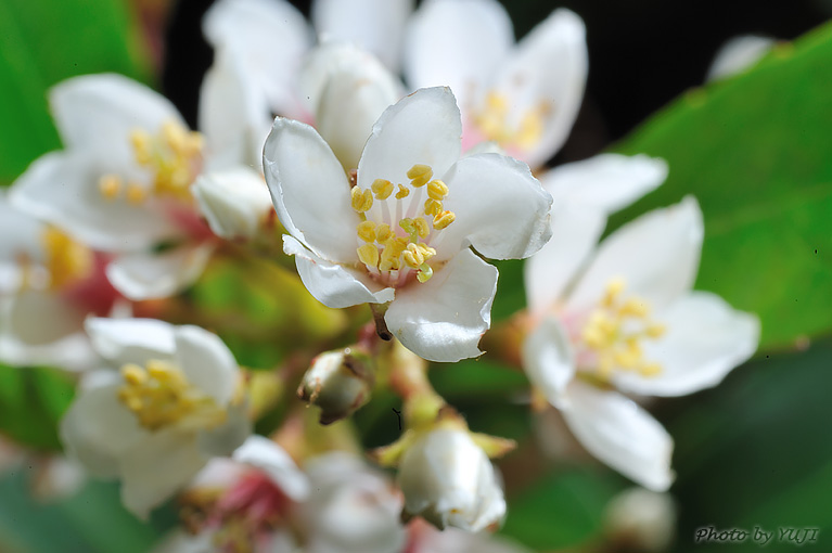 シャリンバイ Rhaphiolepis indica var. umbellata