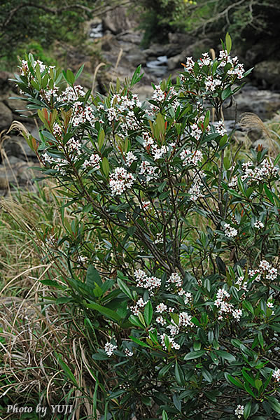 シャリンバイ Rhaphiolepis indica var. umbellata