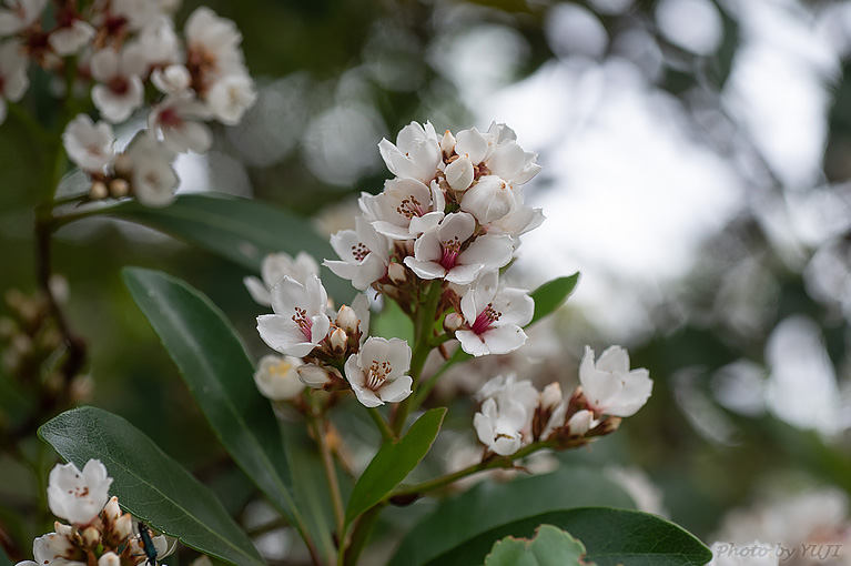 シャリンバイ Rhaphiolepis indica var. umbellata