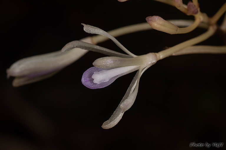 タブガワムヨウラン Lecanorchis tabugawaensis