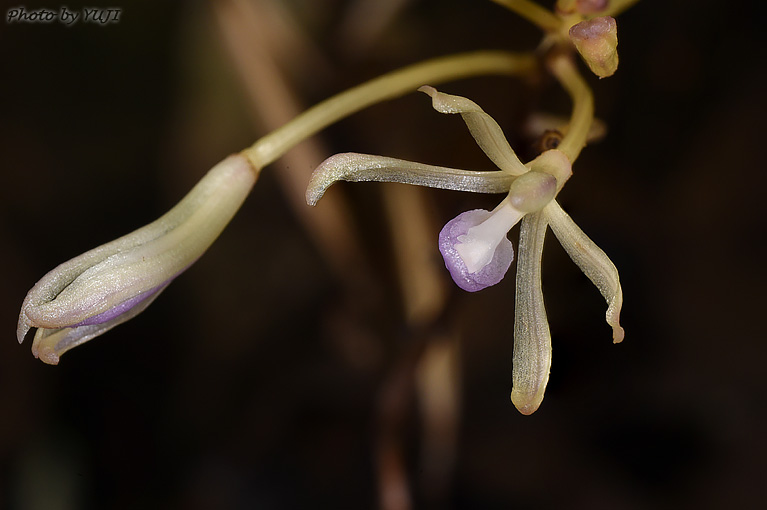 タブガワムヨウラン Lecanorchis tabugawaensis