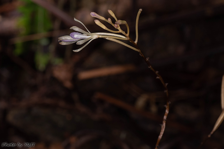 タブガワムヨウラン Lecanorchis tabugawaensis