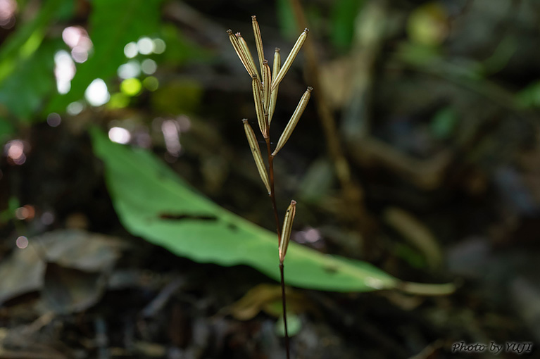 タブガワムヨウラン Lecanorchis tabugawaensis