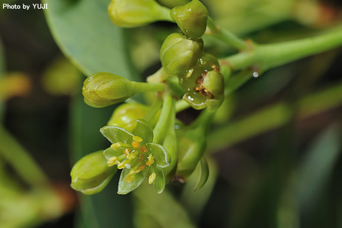 タブノキ Machilus thunbergii 