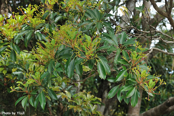 タブノキ Machilus thunbergii 