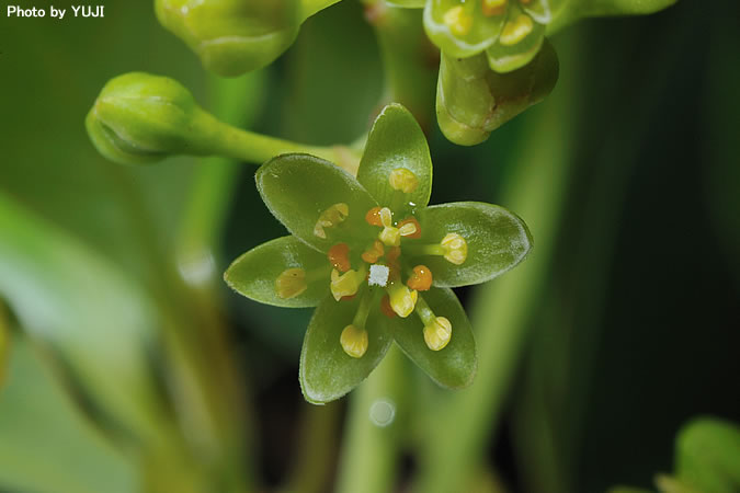 タブノキ Machilus thunbergii 