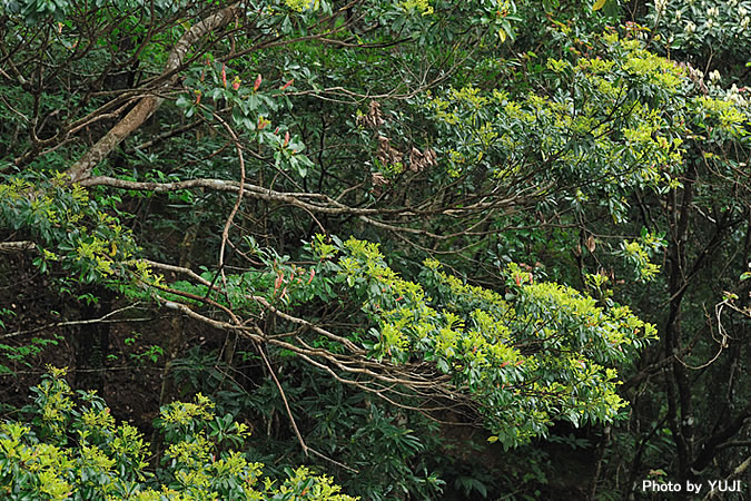 タブノキ Machilus thunbergii 