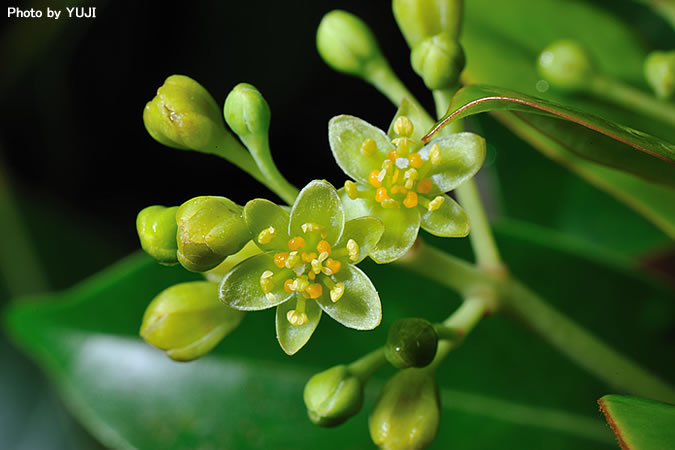 タブノキ Machilus thunbergii 