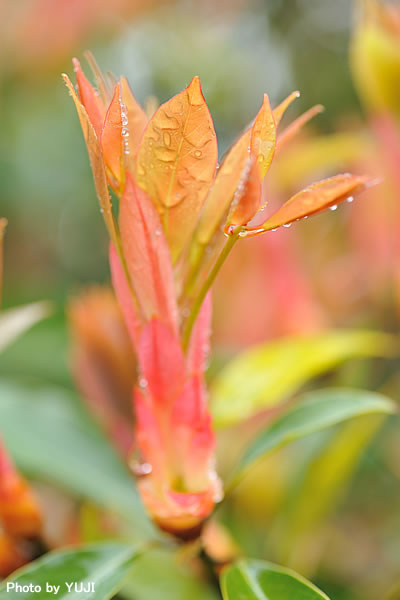 タブノキ Machilus thunbergii 