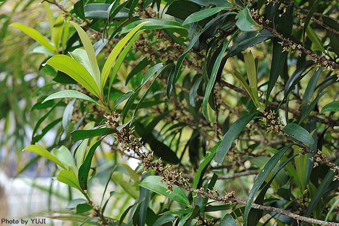 タイミンタチバナ Myrsine seguinii