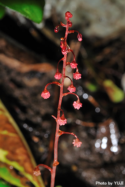 タカクマソウ Sciaphila tenella