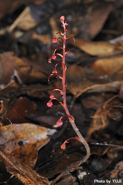 タカクマソウ Sciaphila tenella