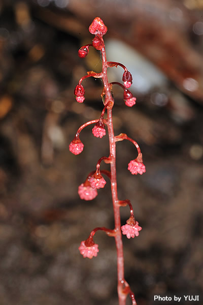 タカクマソウ Sciaphila tenella