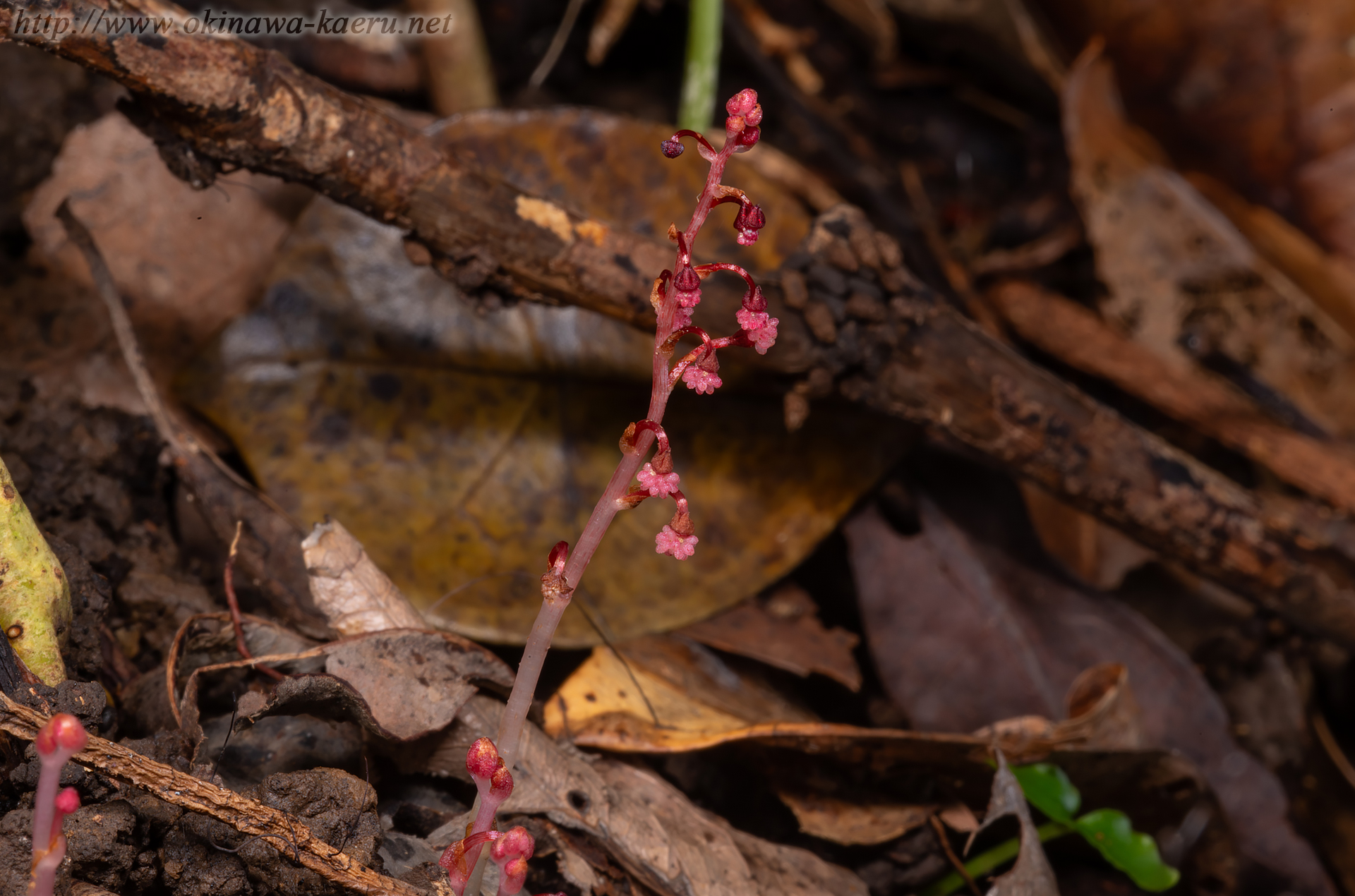 タカクマソウの画像