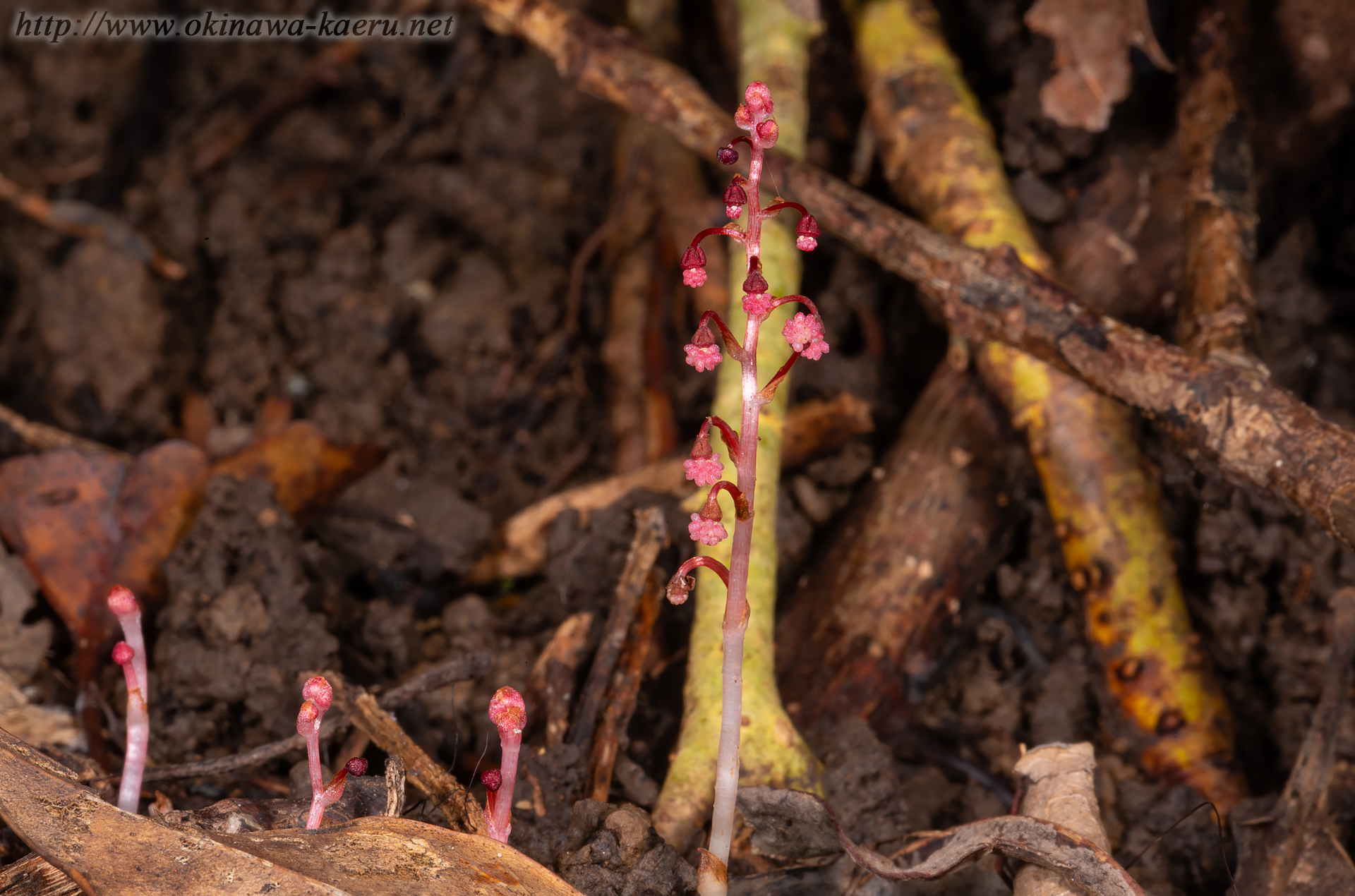 タカクマソウの画像