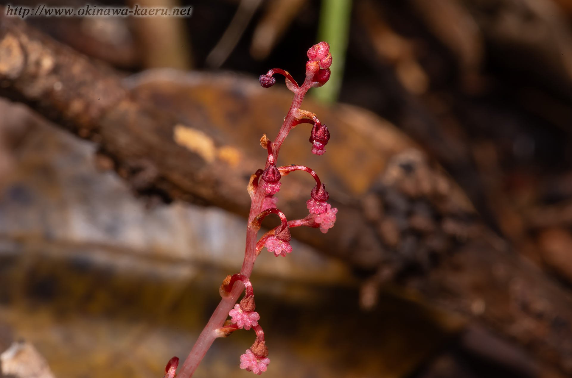 タカクマソウの画像