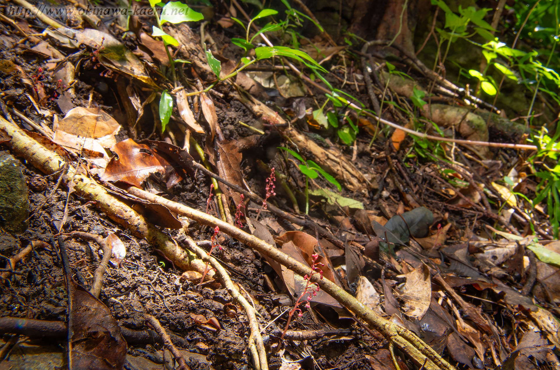 タカクマソウの画像