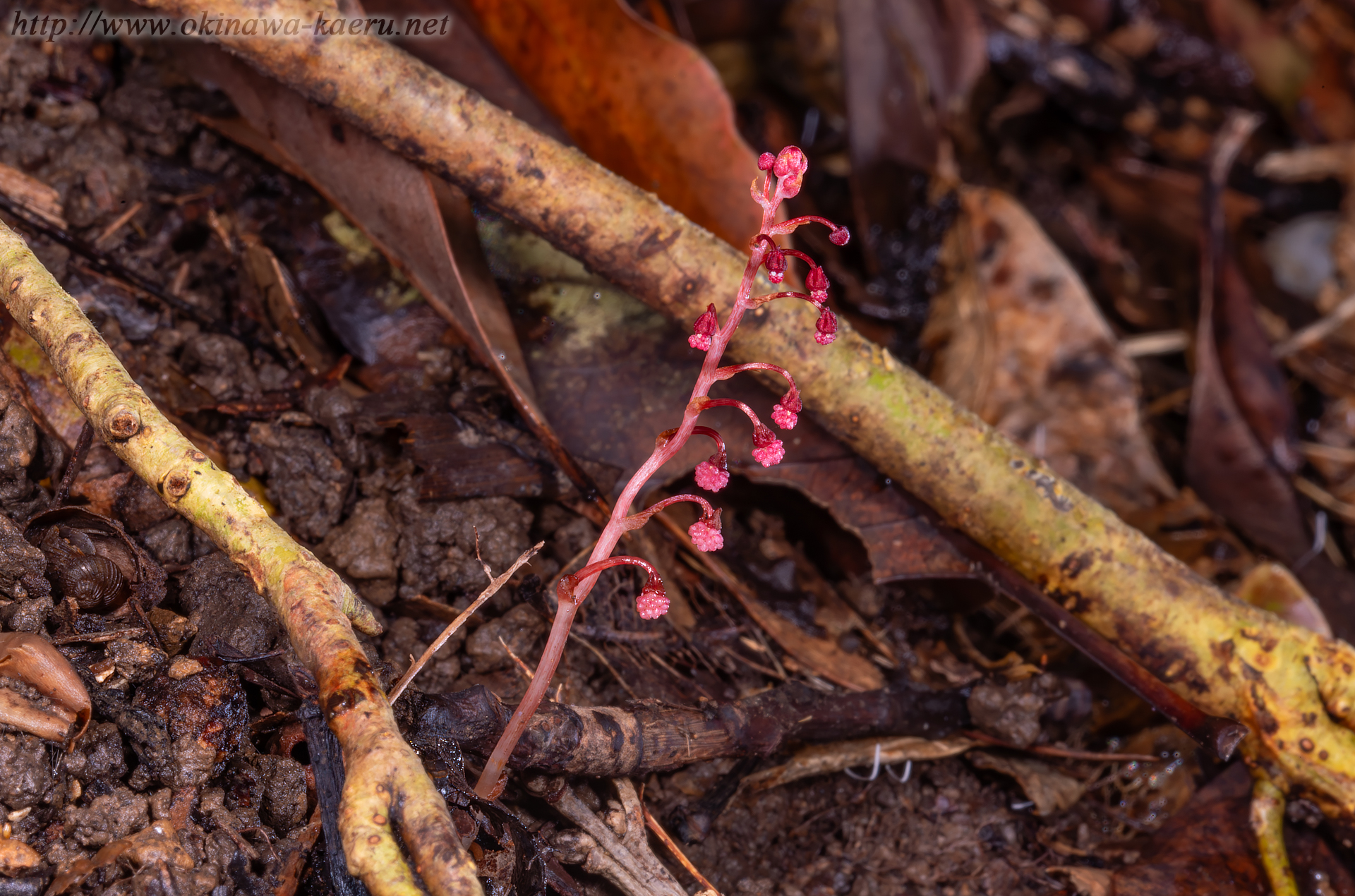 タカクマソウの画像