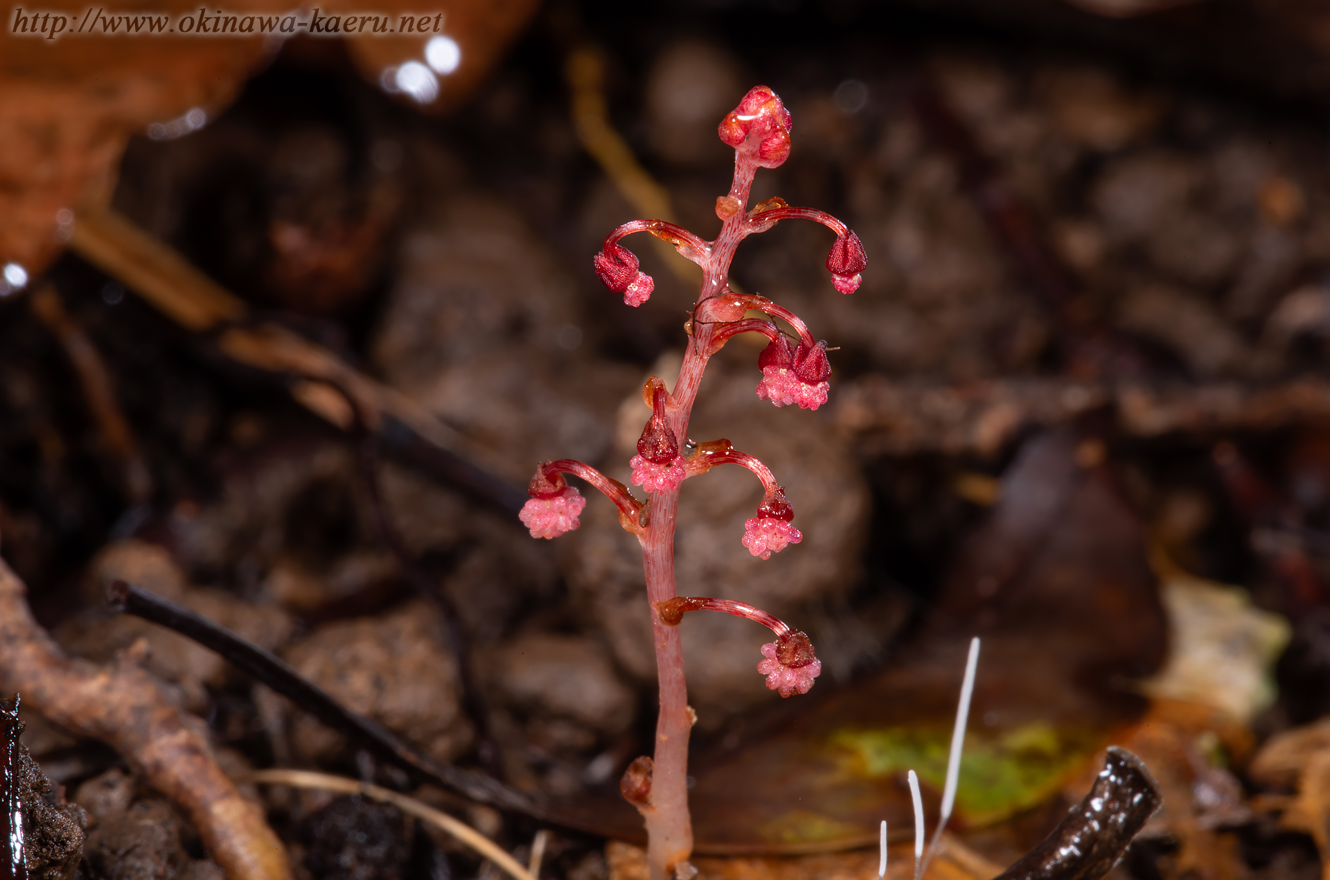 タカクマソウの画像