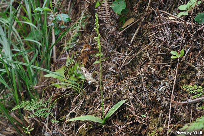 タカサゴサギソウ Peristylus lacertifer