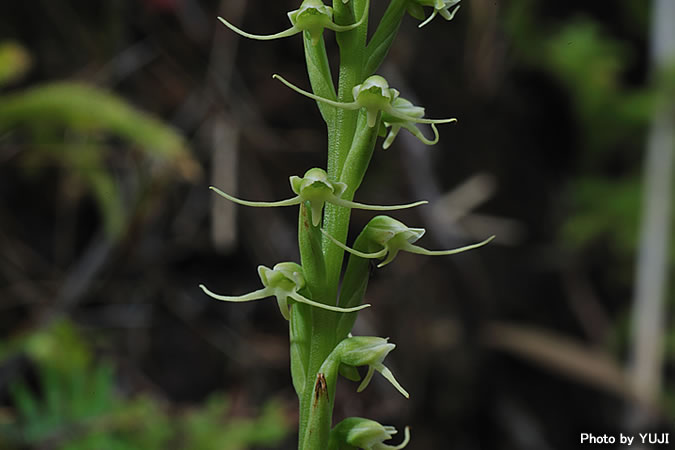 タカサゴサギソウ Peristylus lacertifer