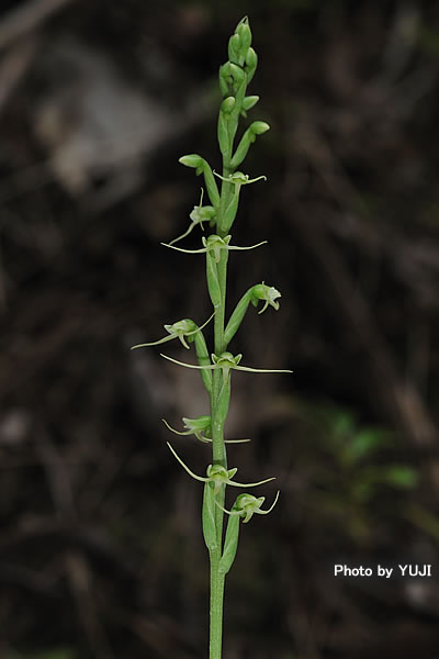 タカサゴサギソウ Peristylus lacertifer