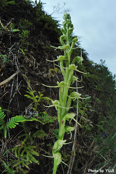 タカサゴサギソウ Peristylus lacertifer