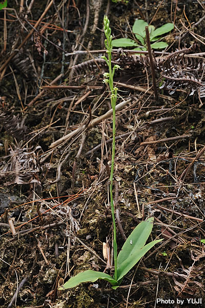 タカサゴサギソウ Peristylus lacertifer