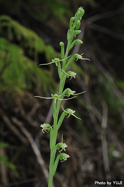 タカサゴサギソウ Peristylus lacertifer