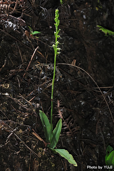 タカサゴサギソウ Peristylus lacertifer